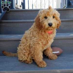 Hunter, Mini Goldendoodle Puppy